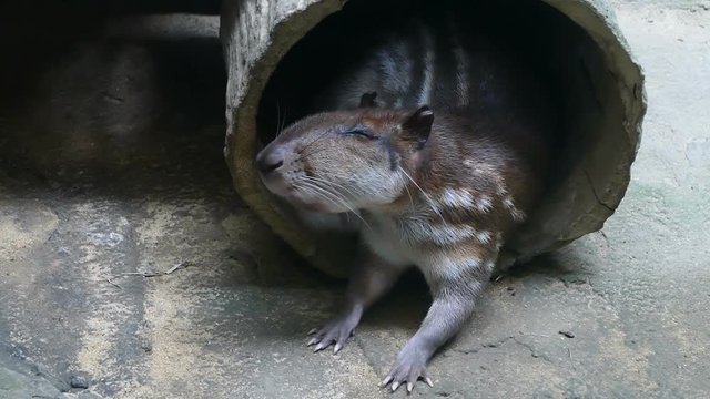cuniculus spotted Paca , Mammals of South America