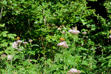 Orange Butterflies With Black Tufts on the Wings on Purple Flowers