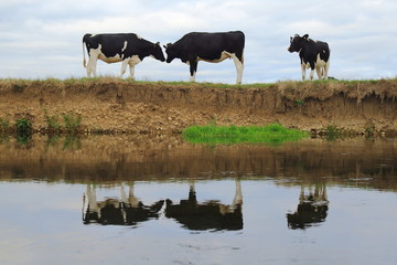 British Friesian cows graze on the farmland around river Axe in East Devon