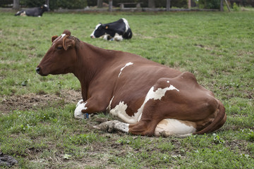 Obraz premium Milk cow on pasture