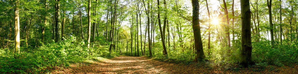 Fototapeta na wymiar Panorama of a forest with path and bright sun shining through the trees