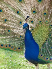 Peacock /Parc de Bagatelle,Paris 