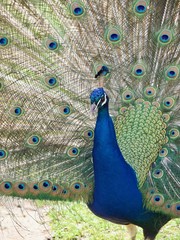 peacock / Parc de Bagatelle,Paris
