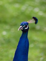 Naklejka premium peacock / Parc de Bagatelle,Paris