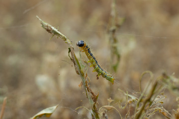 Obraz na płótnie Canvas caterpillar Cydalima perspectalis weaves a network in hedge