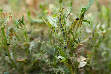 caterpillars Cydalima perspectalis eat hedge