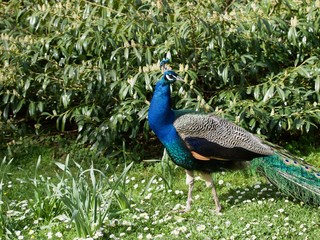 peacock / Parc de Bagatelle,Paris