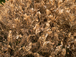 damege dry leaf of hedges in the park
