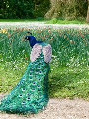 peacock / Parc de Bagatelle,Paris