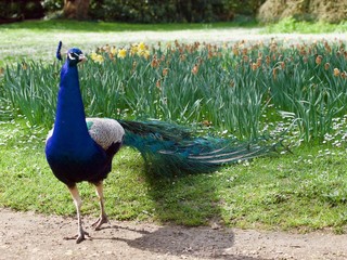 Obraz premium peacock / Parc de Bagatelle,Paris