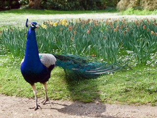 peacock / Parc de Bagatelle,Paris