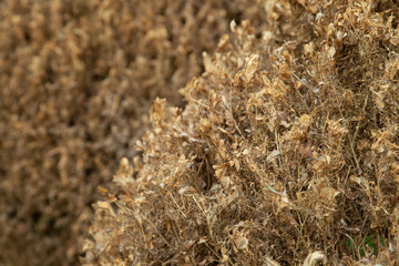 dry leaf of hedges in the park
