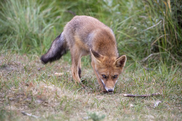 Fototapeta premium Red fox