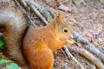 Squirrel sitting on the ground. Bites the seed. Keeps front paws