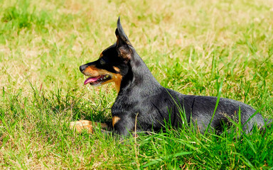 Dog lies on the grass. The miniature Pinscher.