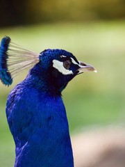 peacock / Parc de Bagatelle,Paris