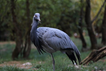 Gris &agrave; l'oeil rouge