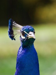 Naklejka premium peacock / Parc de Bagatelle,Paris