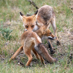 Red fox