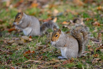 Two grey squirrels eating a nut