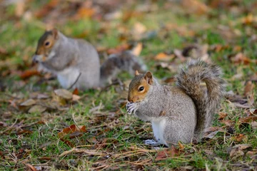 Schilderijen op glas Two grey squirrels eating a nut © tom