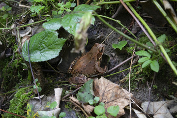 Forest frog