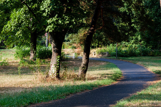 Asphalt road path in the middle a green forest on summer