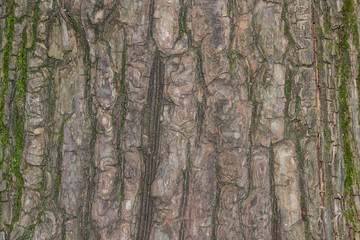 bark of an old tree