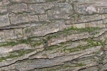 bark of an old tree