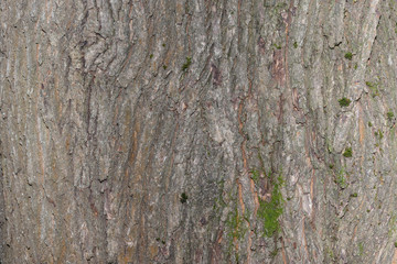bark of an old tree