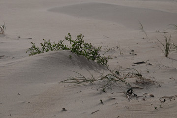 Dünen als Biotop am Skagerrak / DK