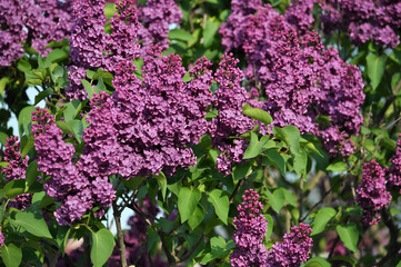 Obraz premium Lilac bush is purple