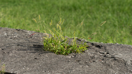 Stems of grass growing on concrete on a green background.