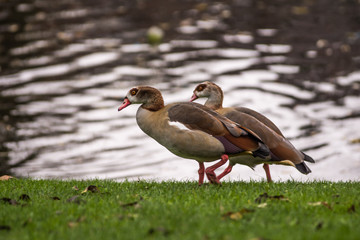 Wild birds near the lake in the park