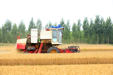 combine harvester working