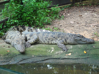 Two Crocodiles Resting.