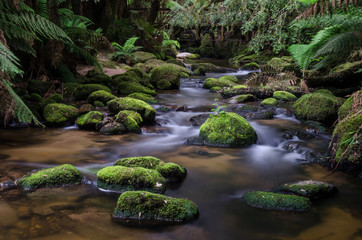 Moss covered rocks in a small stream flowing through an ancient forest in Tasmania, Australia.
