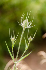 Backlit, green, seed-heads of a teasel. Shallow depth of field.