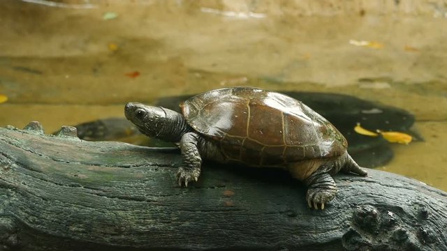 Reeves turtle sitting on tree trunk in the pond.