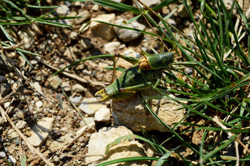 Close-up Of Green Grasshopper Stands On White Stone
