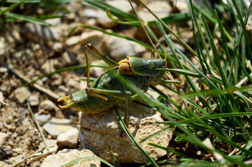 Macro Close-up Of Green Grasshopper Stands On White Stone