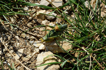 Close-up Of Green Grasshopper Stands On White Stone
