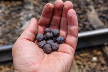 Iron ore taconite pellets in a worker hand