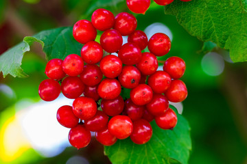 Red viburnum (viburnum opulus) closeup in the garden