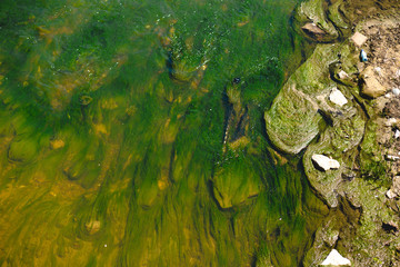 Algae Water pollution. Dirty pond, river, the lake . Environmental pollution,  catastrophe. Ecological catastrophe, the river is polluted with chemical waste, household waste. green marsh background