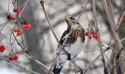 Turdus philomelos sits on a branch of a guelder rose