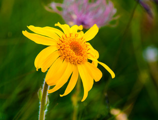 Arnica Montana flower