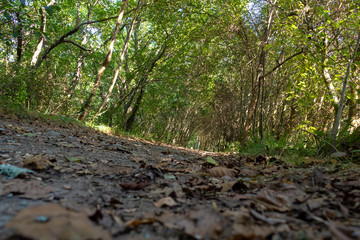 NATUREZA VIDA SELVAGEM FLOR  PRAIA MAR