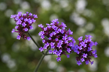 Flowers of Purpletop Vervain (Verbena bonariensis)