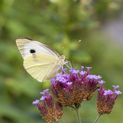 Female Large White butterfly (Pieris brassicae) drinking on Purpletop Vervain (Verbena bonariensis)